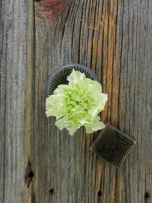 PRADO MINT  GREEN CARNATIONS